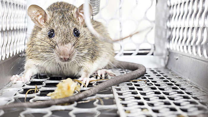 Rodent Pest Control – Zero Pest Solution