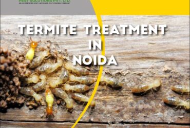 Get Effective Termite Treatment Plans For Delhi- Contact Us Now