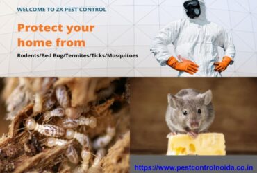 Need Pest Control in Greater Noida, Contact Now