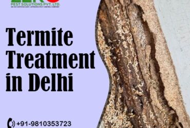 Termite-Free Living: Strategies for Effective Treatment in Delhi Homes