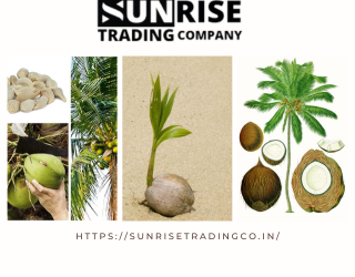 Coconut Seeds Manufacturers in Gujarat – Sunrise Trading Company
