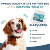 Keep Calm and Wag On: Calming Gummies for Dogs